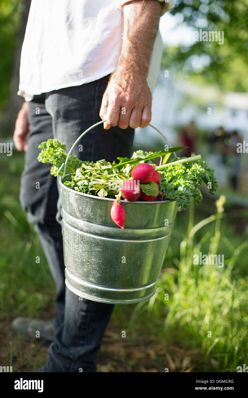 Azienda agricola biologica. Summer Party. Un uomo che porta un secchio di metallo di raccolte di foglie di insalata, erbe e verdure. Foto Stock