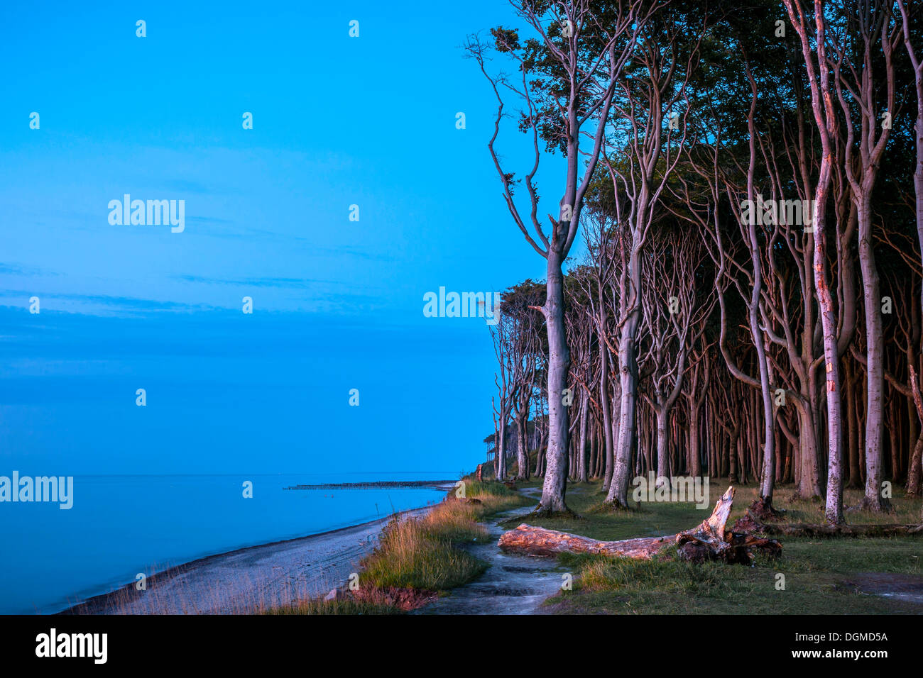 Foresta di faggio sulla costa baltica nella luce della sera, ghost foresta, Nienhagen, Meclemburgo-Pomerania, Germania Foto Stock