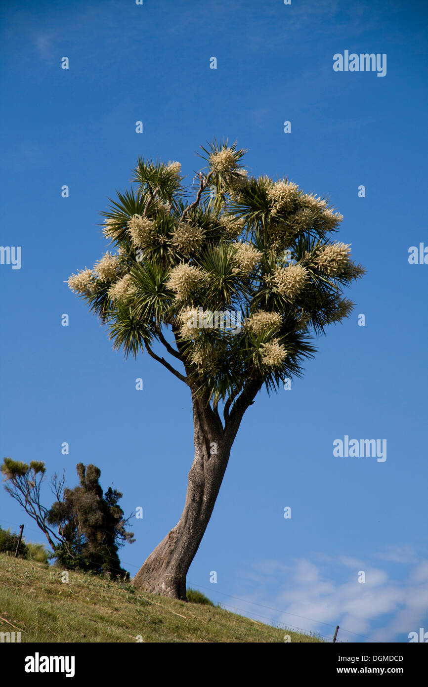 Cabbage Tree (Cordyline australis) sulla Penisola di Banks, regione di Canterbury, Isola del Sud, Nuova Zelanda Foto Stock