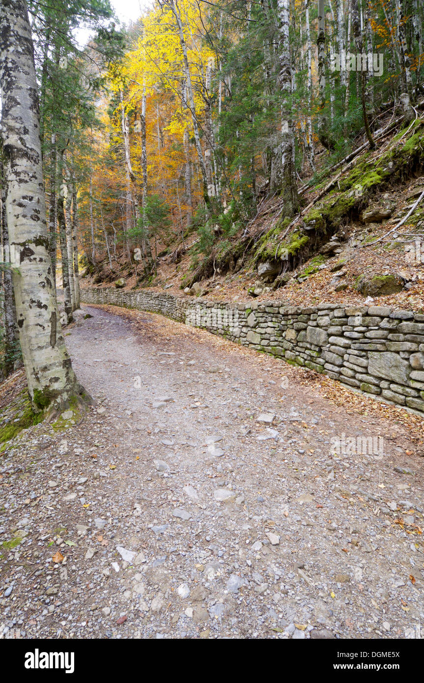 Il sentiero che attraversa una foresta di Ordesa national park, Pirenei, Huesca, Aragona, Spagna Foto Stock