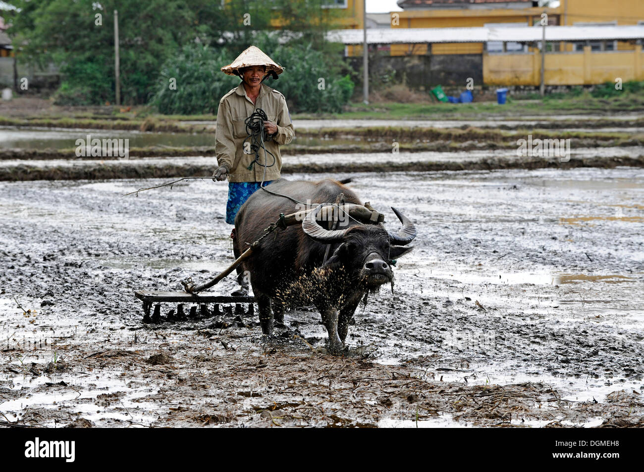 Coltivatore di riso con buoi e aratro in legno, Hoi An, Quang Nam, Vietnam centrale, Vietnam, Asia sud-orientale, Asia Foto Stock