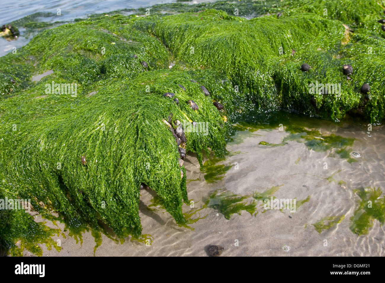 Le alghe, gutweed, gut-erbaccia, erba-kelp, laminaria, Flacher Darmtang, Grünalge, Tang, Enteromorpha compressa, Enteromorpha intestina Foto Stock