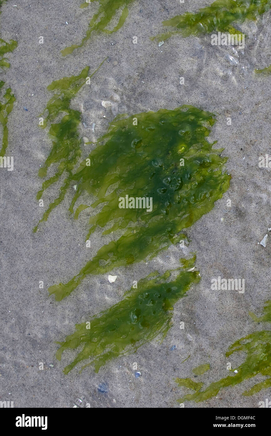 Le alghe, gutweed, gut-erbaccia, erba-kelp, laminaria, Flacher Darmtang, Grünalge, Tang, Enteromorpha compressa, Enteromorpha intestina Foto Stock