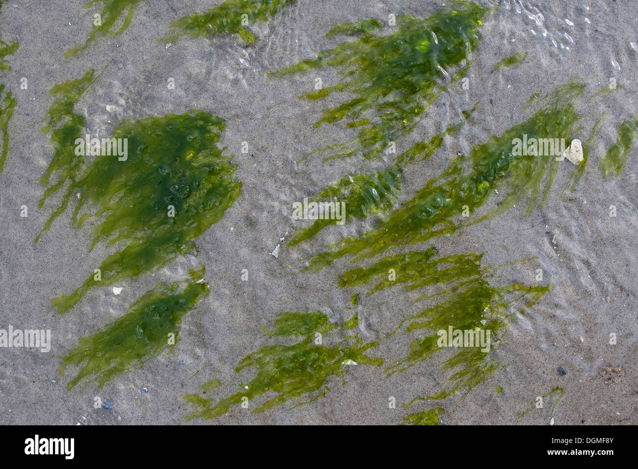 Le alghe, gutweed, gut-erbaccia, erba-kelp, laminaria, Flacher Darmtang, Grünalge, Tang, Enteromorpha compressa, Enteromorpha intestina Foto Stock