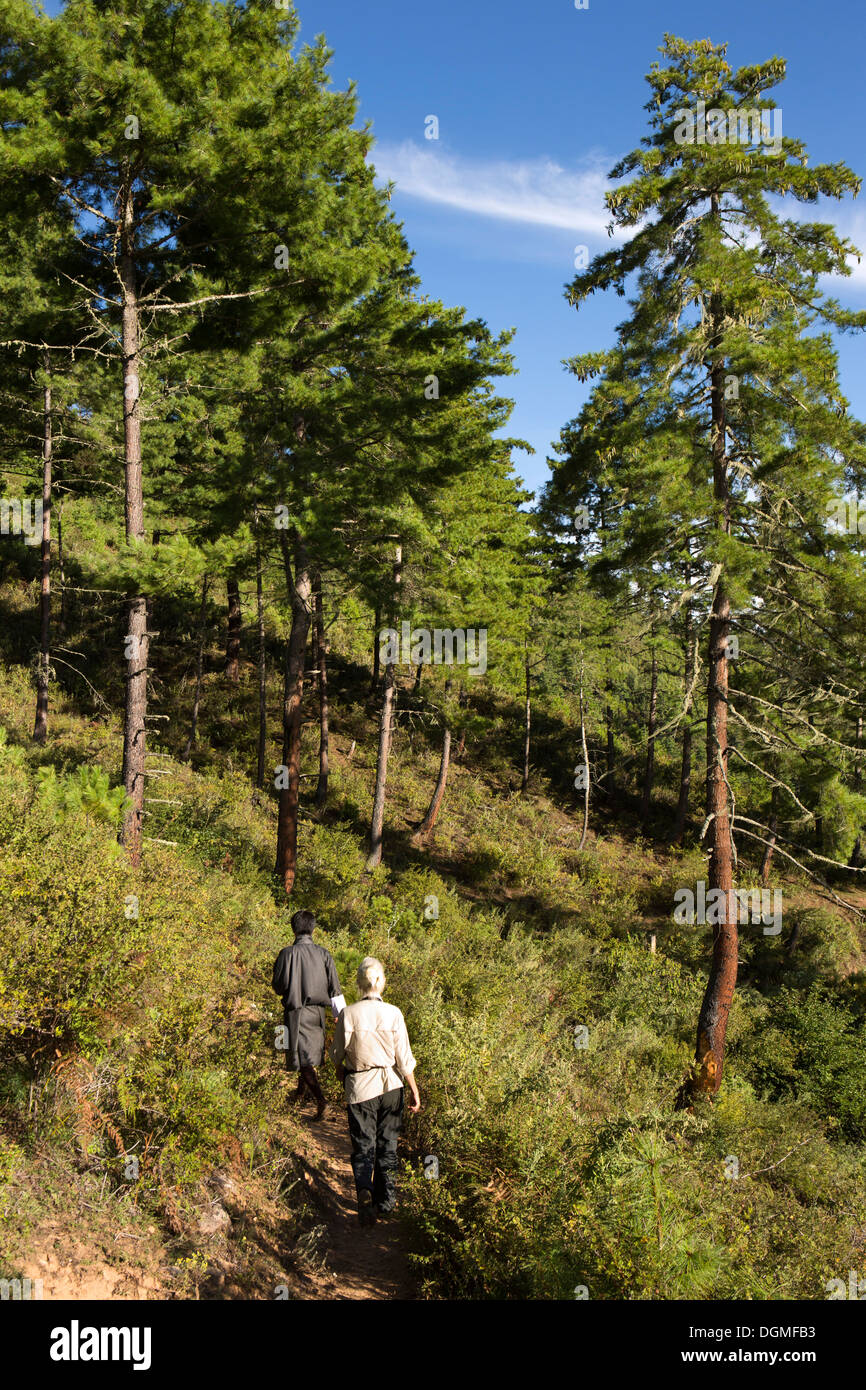 Il Bhutan, Paro Gomdra, turistiche e guide camminare attraverso la foresta di pini di hermitage Foto Stock