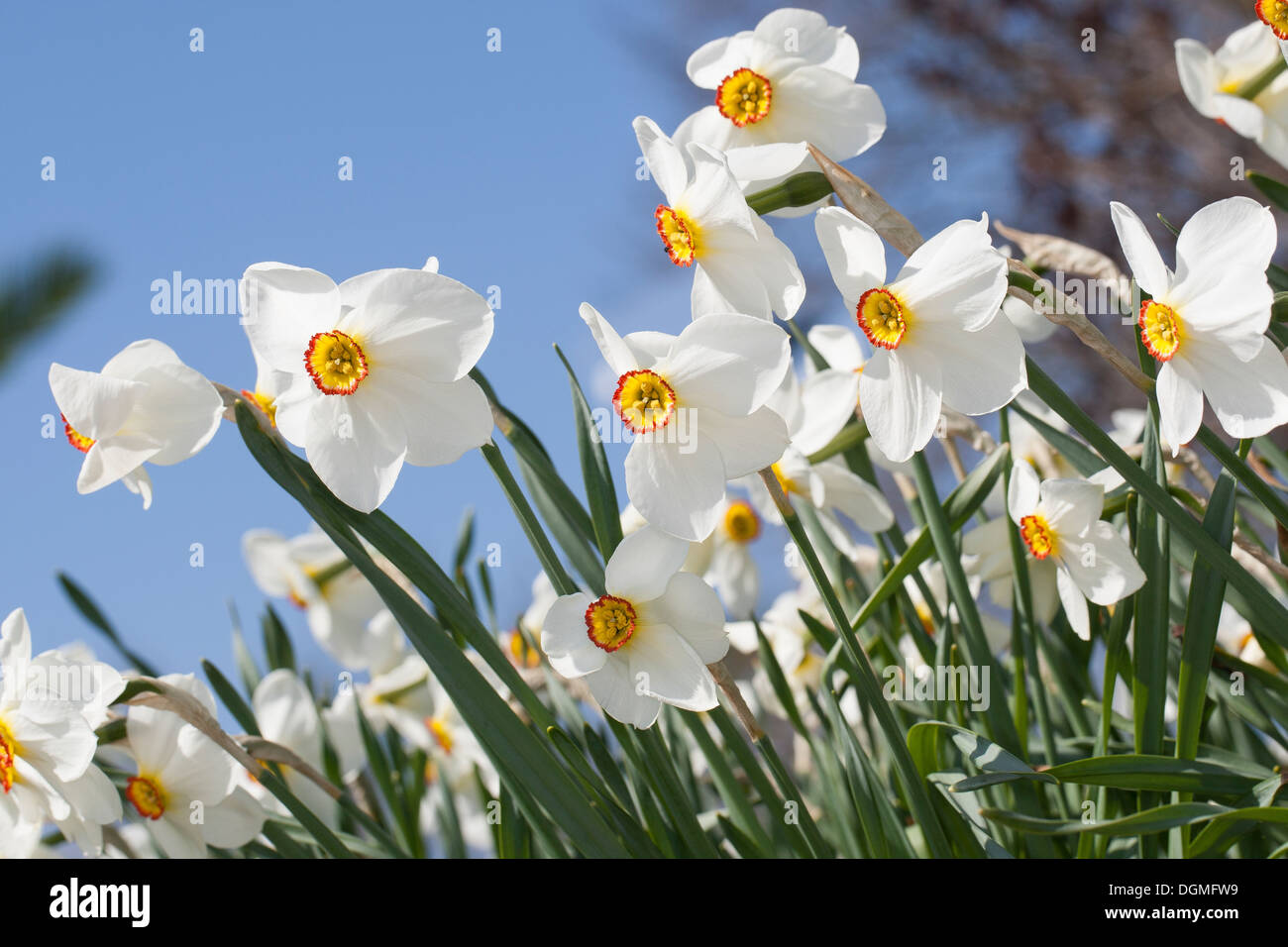 Poeta Daffodil, fagiano occhio narciso, poeta narciso, Dichter-Narzisse, Osterglocke, Weiße Narzisse, Narcissus poeticus Foto Stock