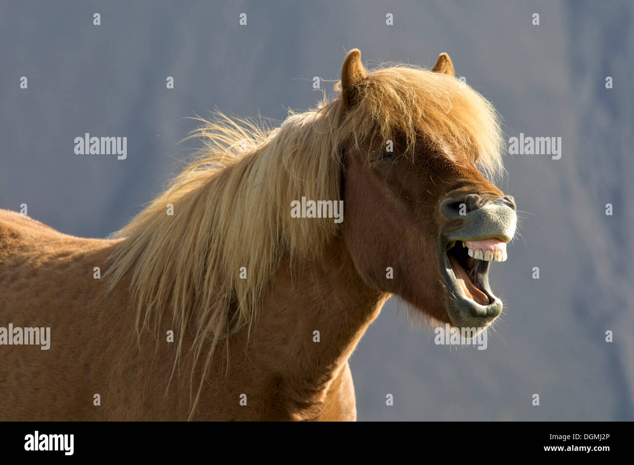 Neighing Islanda cavallo, Islanda, europa Foto Stock