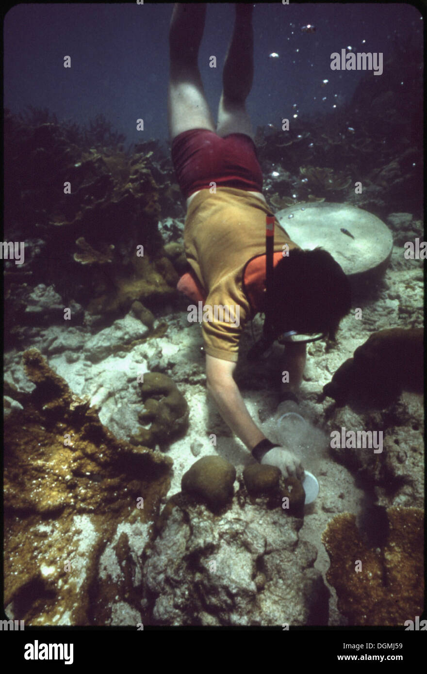 Uno snorkeling esplora le vibranti barriere coralline del John Pennekamp Coral Reef State Park vicino a Key largo. Il parco, noto per la sua vita marina, è caratterizzato da acque cristalline, ideali per l'esplorazione subacquea e l'ecoturismo. Foto Stock