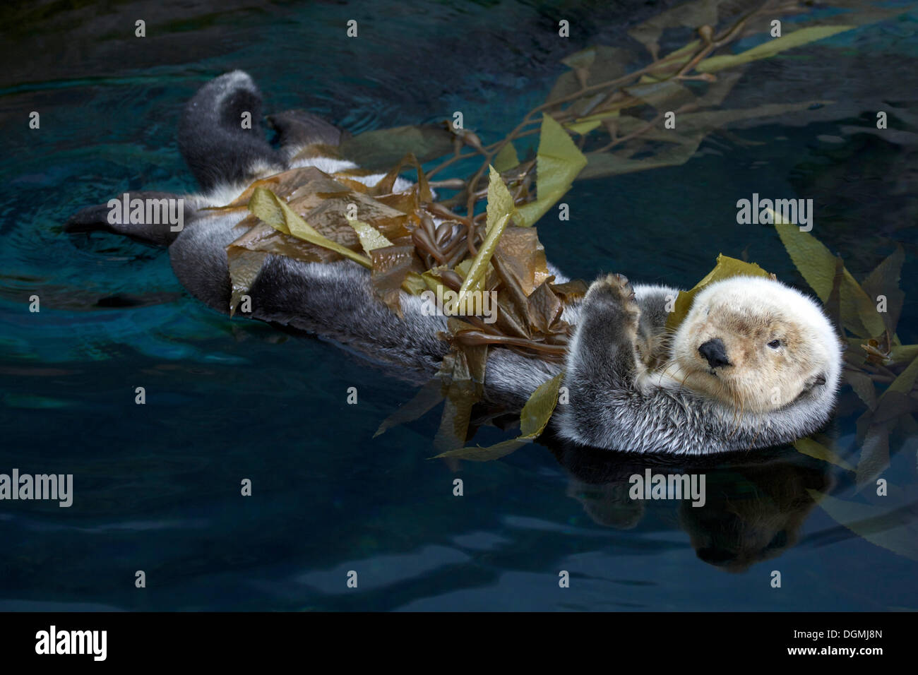 Sea Otter (Enhydra lutris), nell'Oceanario, Parque das Naçoes, Parco delle nazioni, Lisbona, Portogallo, Europa Foto Stock