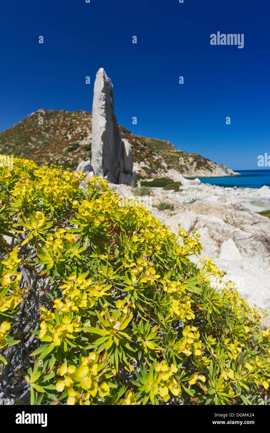 Tree (Euforbia Euphorbia dendroides), sulla spiaggia di Punta Molentis, Villasimius, Sarrabus, della provincia di Cagliari, Sardegna, Italia Foto Stock