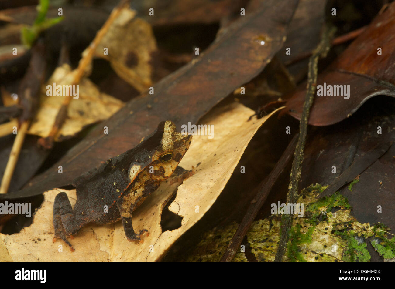 Una foresta crestato Toad (Rhinella margaritifera) mimetizzata nella figliata di foglia nella foresta pluviale amazzonica di Loreto, Perù. Foto Stock