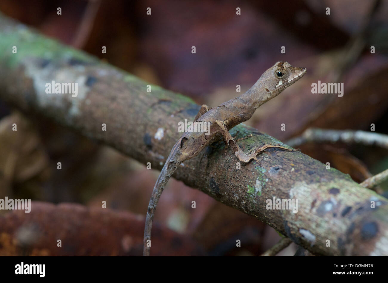 Un Blu-foresta a labbro Anole (Anolis bombiceps) appollaiato su un bastone sul suolo della foresta nella foresta amazzonica in Loreto, Perù. Foto Stock