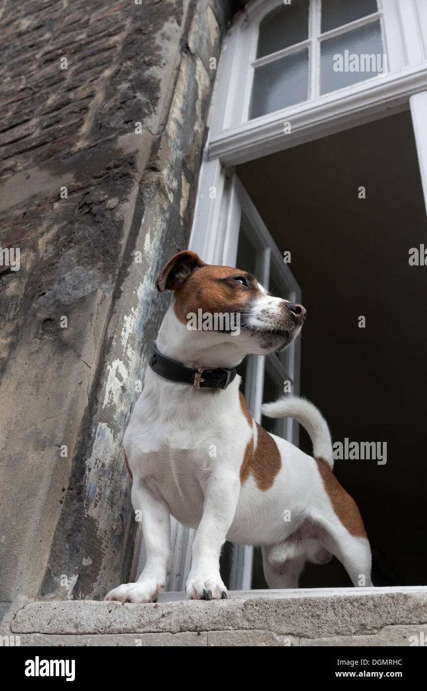 Jack Russell Terrier guardando fuori della finestra aperta, Kaiserswerth, Düsseldorf, Renania, Renania settentrionale-Vestfalia, Germania Foto Stock