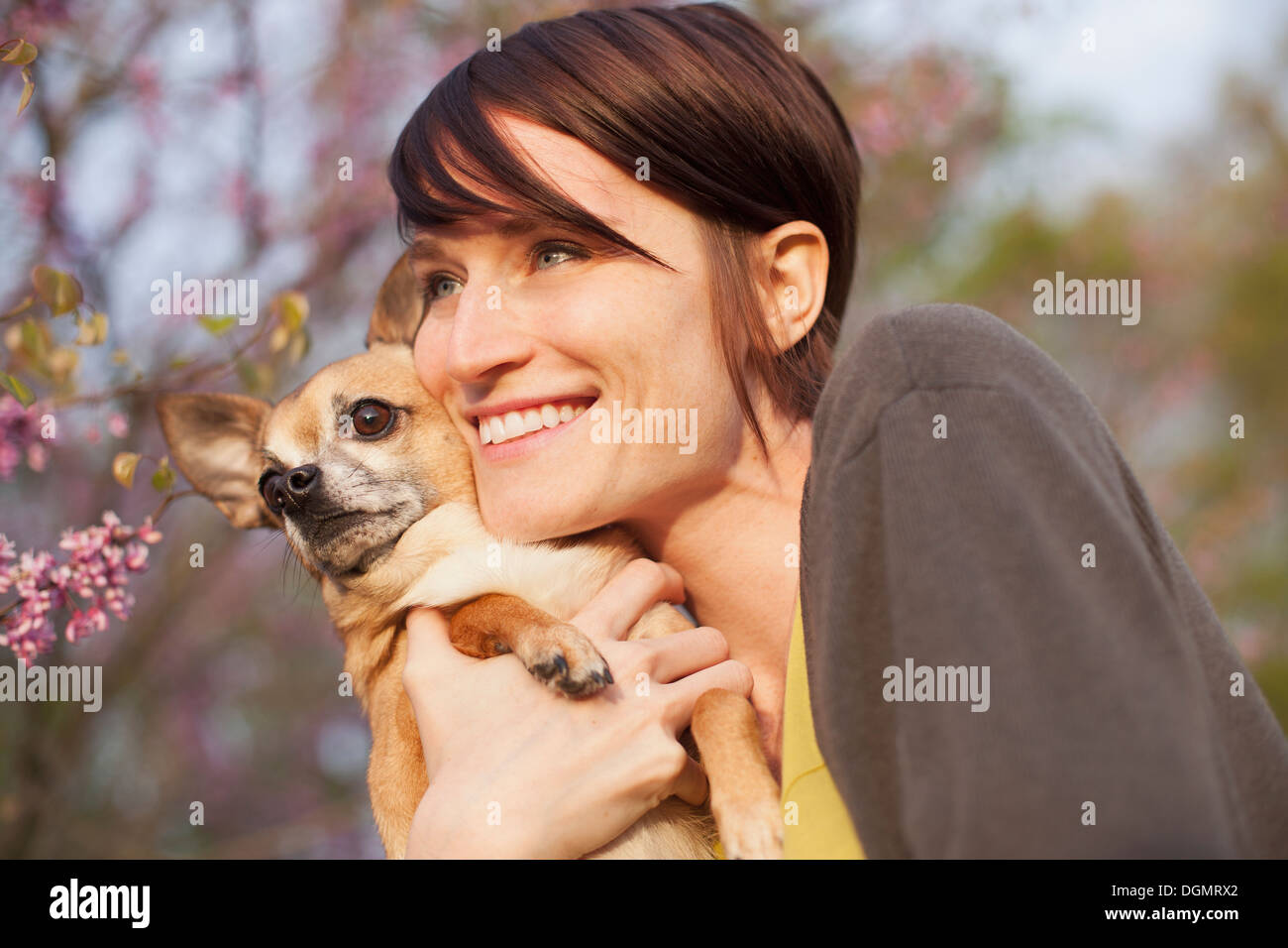 Una giovane donna in un campo erboso in primavera. Tenendo un piccolo cane chihuahua nelle sue braccia. Un pet. Foto Stock