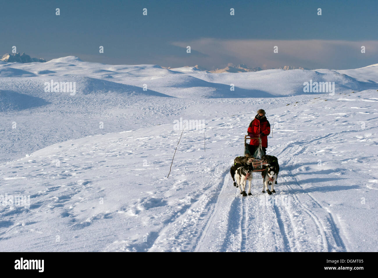 Sled Dog team sul Finnmark, Lapponia, Norvegia, Europa Foto Stock