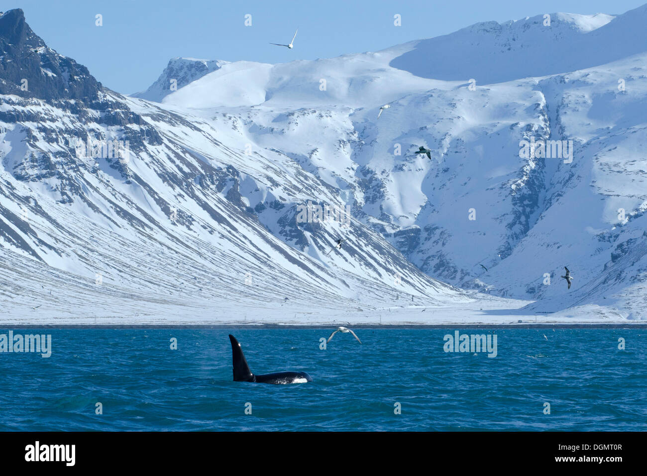 Un maschio di balena killer (Orcinus orca) al largo della costa occidentale, Grundarfjoerður, Snaefellsnes, Islanda, Europa Foto Stock
