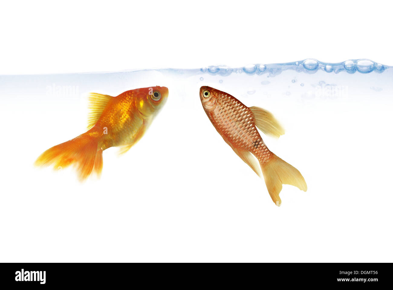 Due pesci rossi in prossimità della superficie dell'acqua Foto Stock
