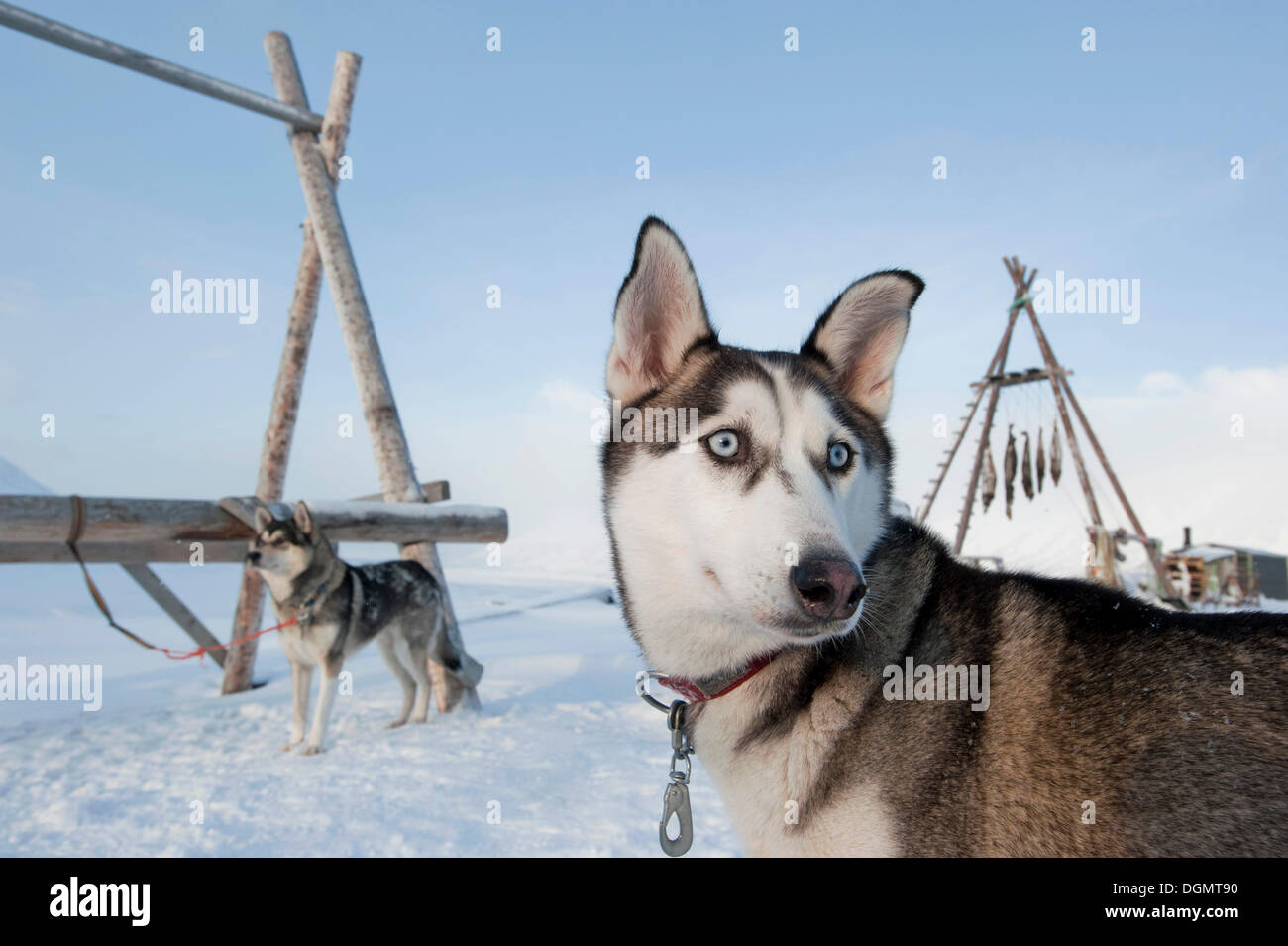 Alaskan Huskies, slitte trainate da cani nella parte anteriore dei tradizionali rack di asciugatura per appendere le guarnizioni di morti, Basecamp Spitsbergen, Adventdalen Foto Stock
