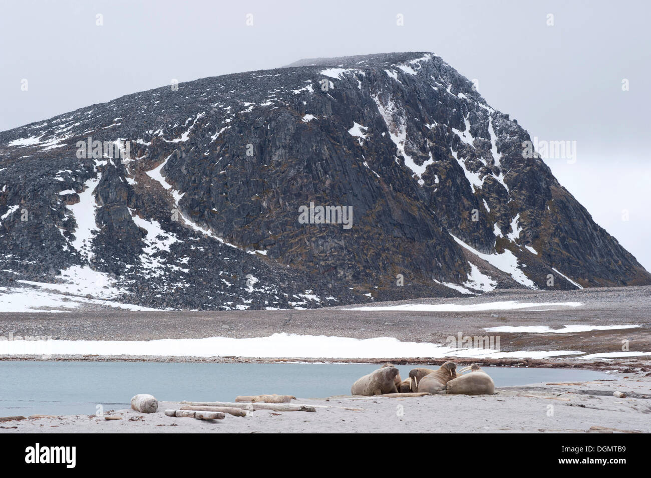 Maschio (trichechi Odobenus rosmarus) di appoggio a terra, Phippsøya, Sjuøyane, arcipelago delle Svalbard Isole Svalbard e Jan Mayen, Norvegia Foto Stock