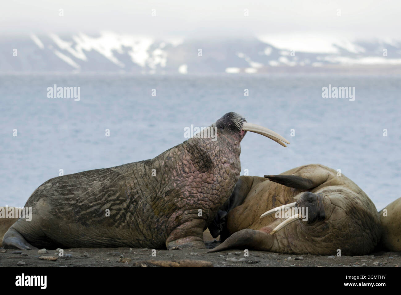 Un comportamento minaccioso tra due maschi (trichechi Odobenus rosmarus), Lågøya, arcipelago delle Svalbard Isole Svalbard e Jan Mayen Foto Stock