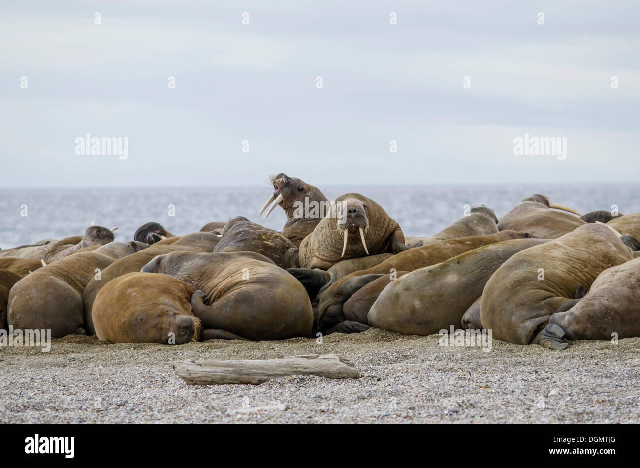 Gruppo di trichechi maschio (Odobenus rosmarus), Torrellneset, isola Spitsbergen, arcipelago delle Svalbard Isole Svalbard e Jan Mayen Foto Stock