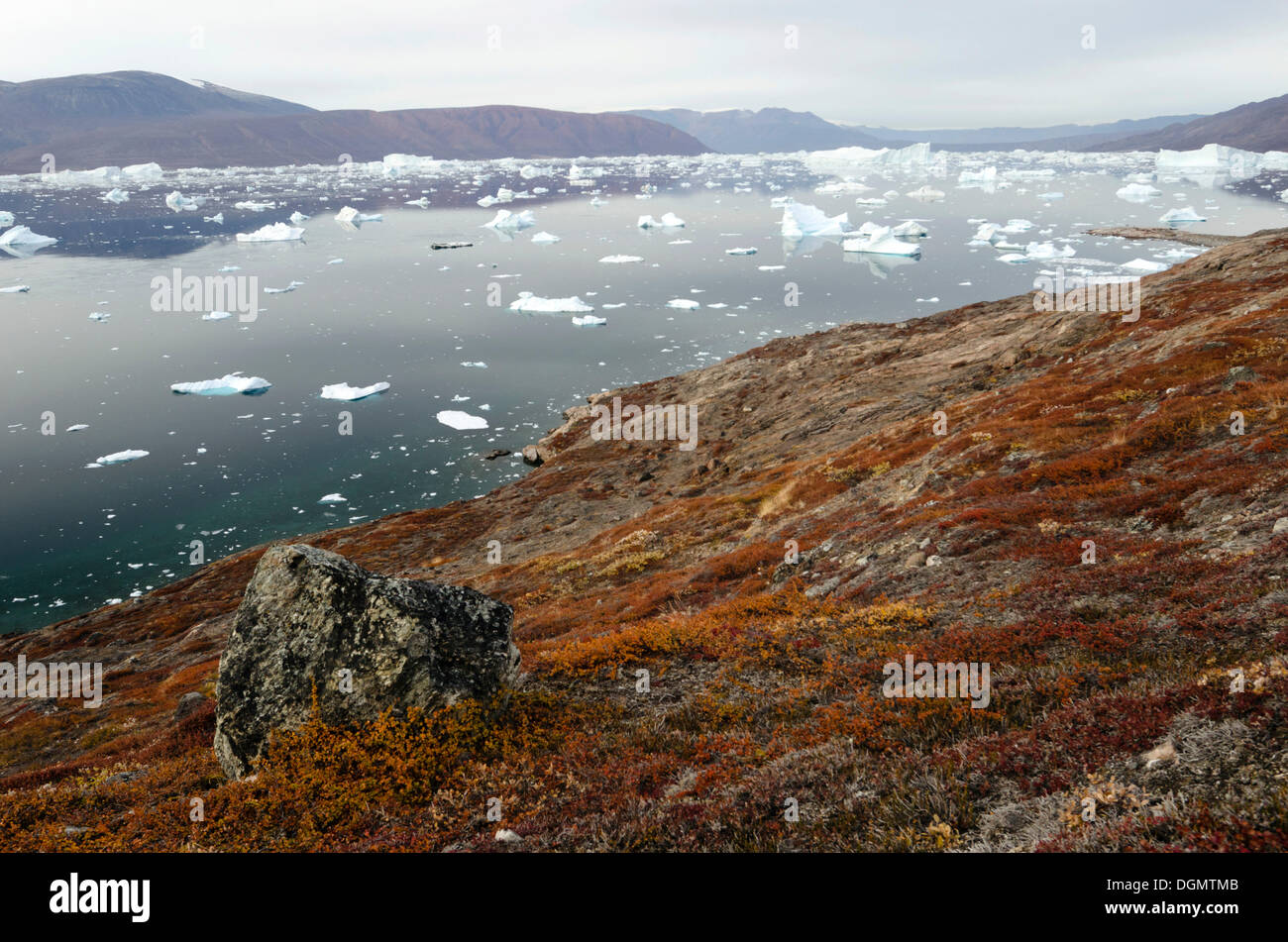 In autunno il fogliame colorato sull isola di Sorte Øer di fronte vaganti iceberg, Rødefjord, Scoresbysund, Sermersooq Foto Stock