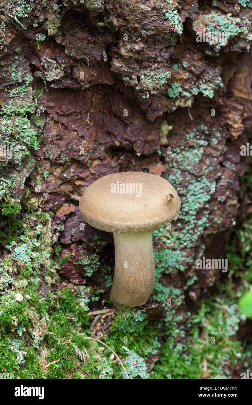 Autunno bello e mite di funghi Foto Stock