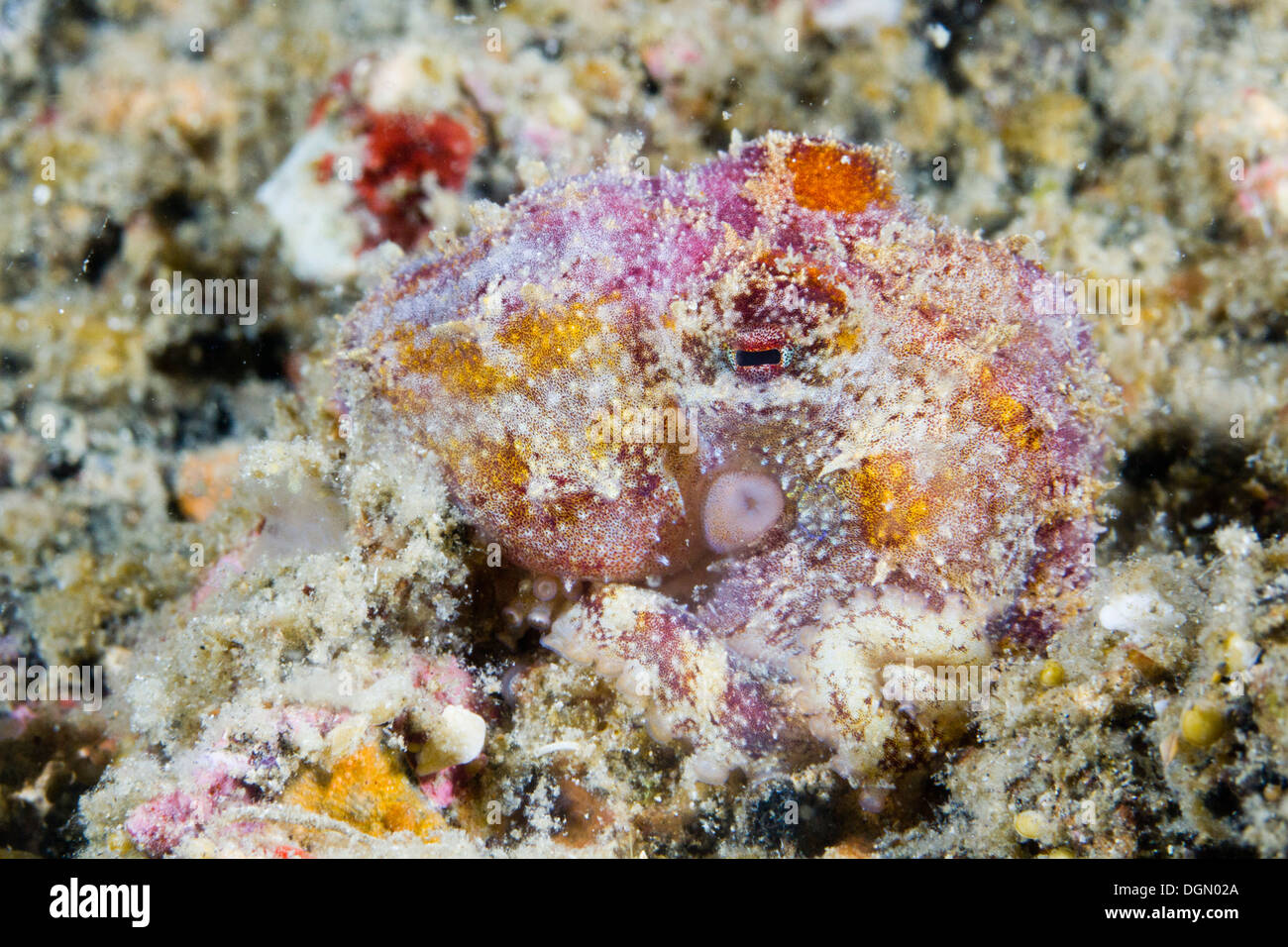 Il veleno Ocellate polpo - Octopus mototi, mimetizzata contro il fondale, Lembeh strait, Sulawesi, Indonesia Foto Stock