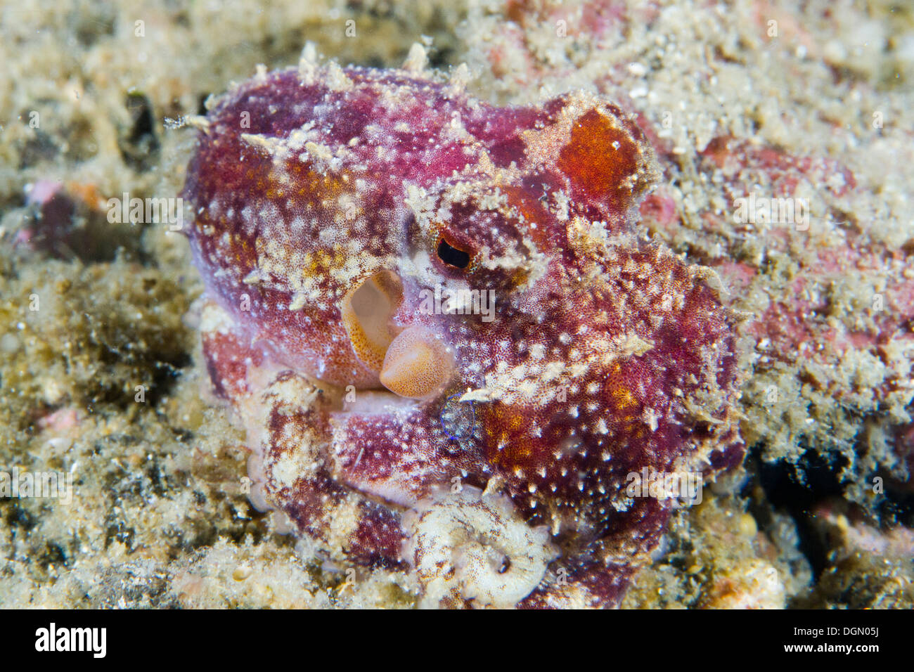 Il veleno Ocellate polpo - Octopus mototi, mimetizzata contro il fondale, Lembeh strait, Sulawesi, Indonesia Foto Stock