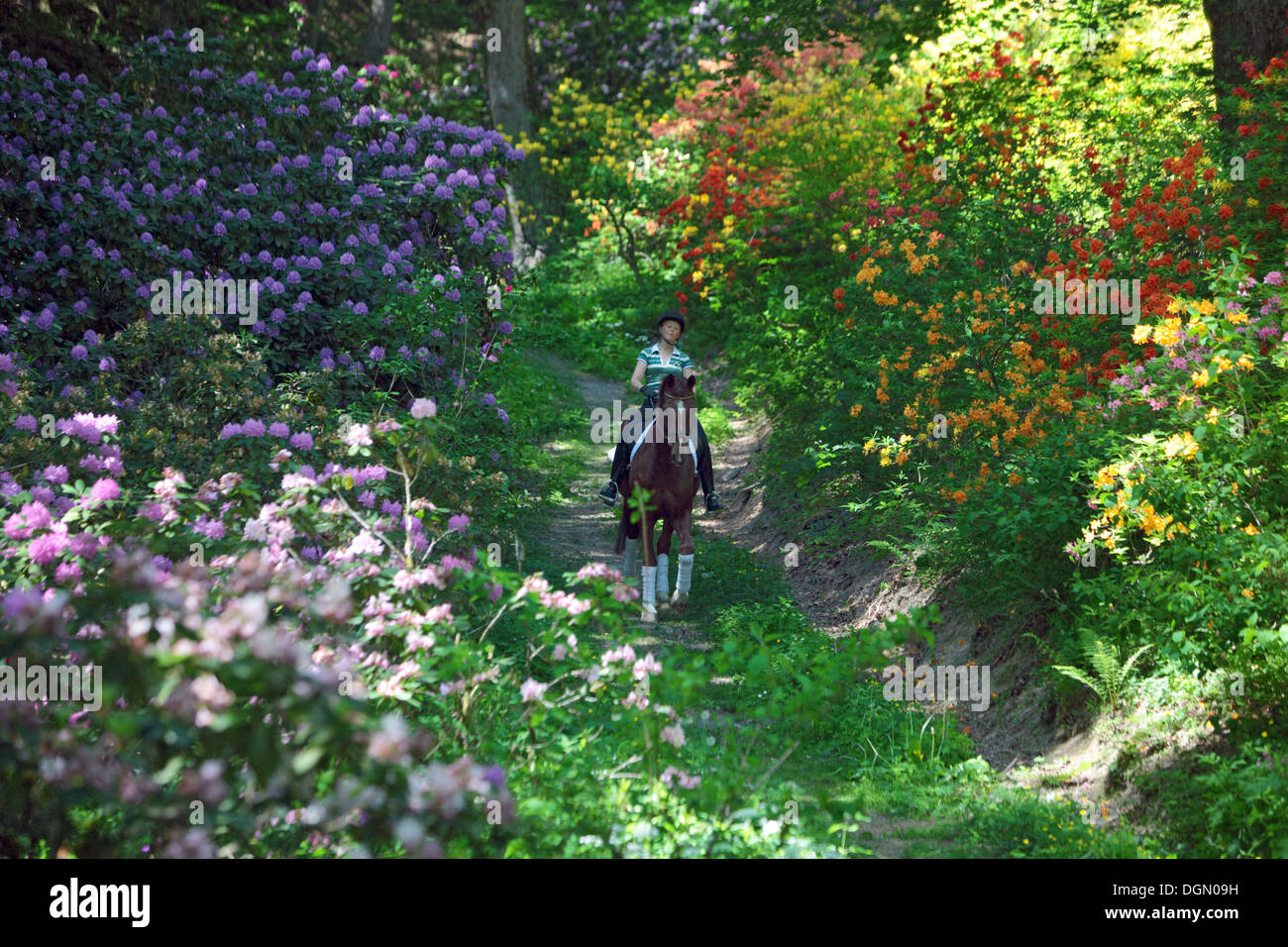 Bad Berleburg, Germania, donna fa una corsa a cavallo Foto Stock