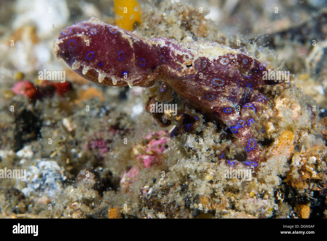 Blue inanellato octopus - Hapalochlaena sp. Lembeh strait, Sulawesi, Indonesia Foto Stock