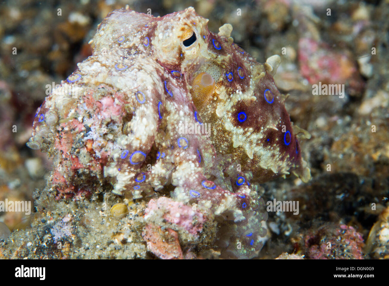 Blue inanellato octopus - Hapalochlaena sp. Lembeh strait, Sulawesi, Indonesia Foto Stock