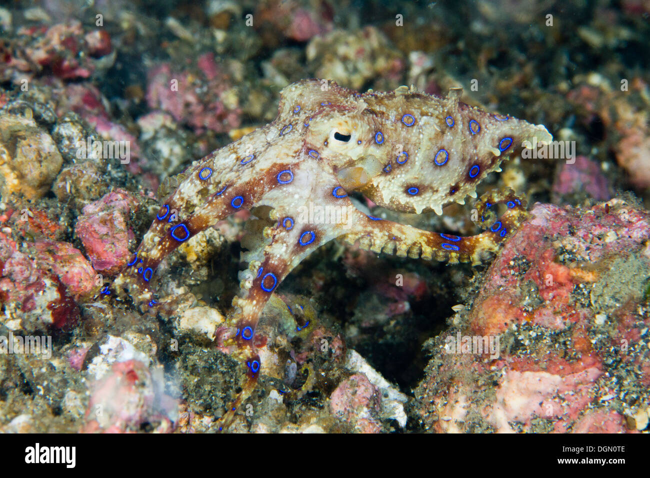 Blue inanellato octopus - Hapalochlaena sp. Lembeh strait, Sulawesi, Indonesia Foto Stock