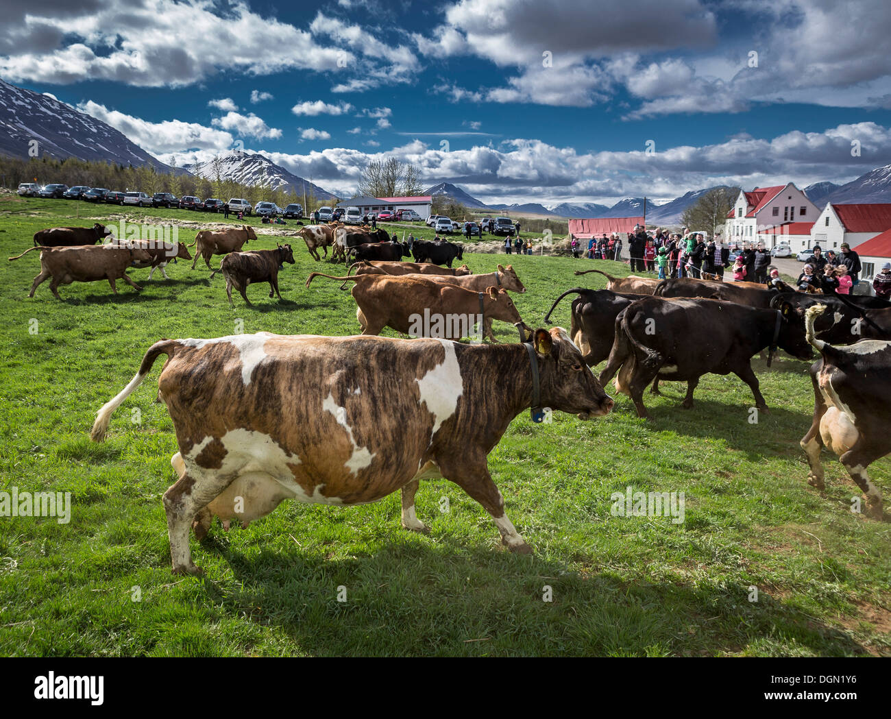 La gente guarda come le vacche da latte sono liberi di muoversi dopo essere bloccato dentro, Akureyri, Islanda Foto Stock