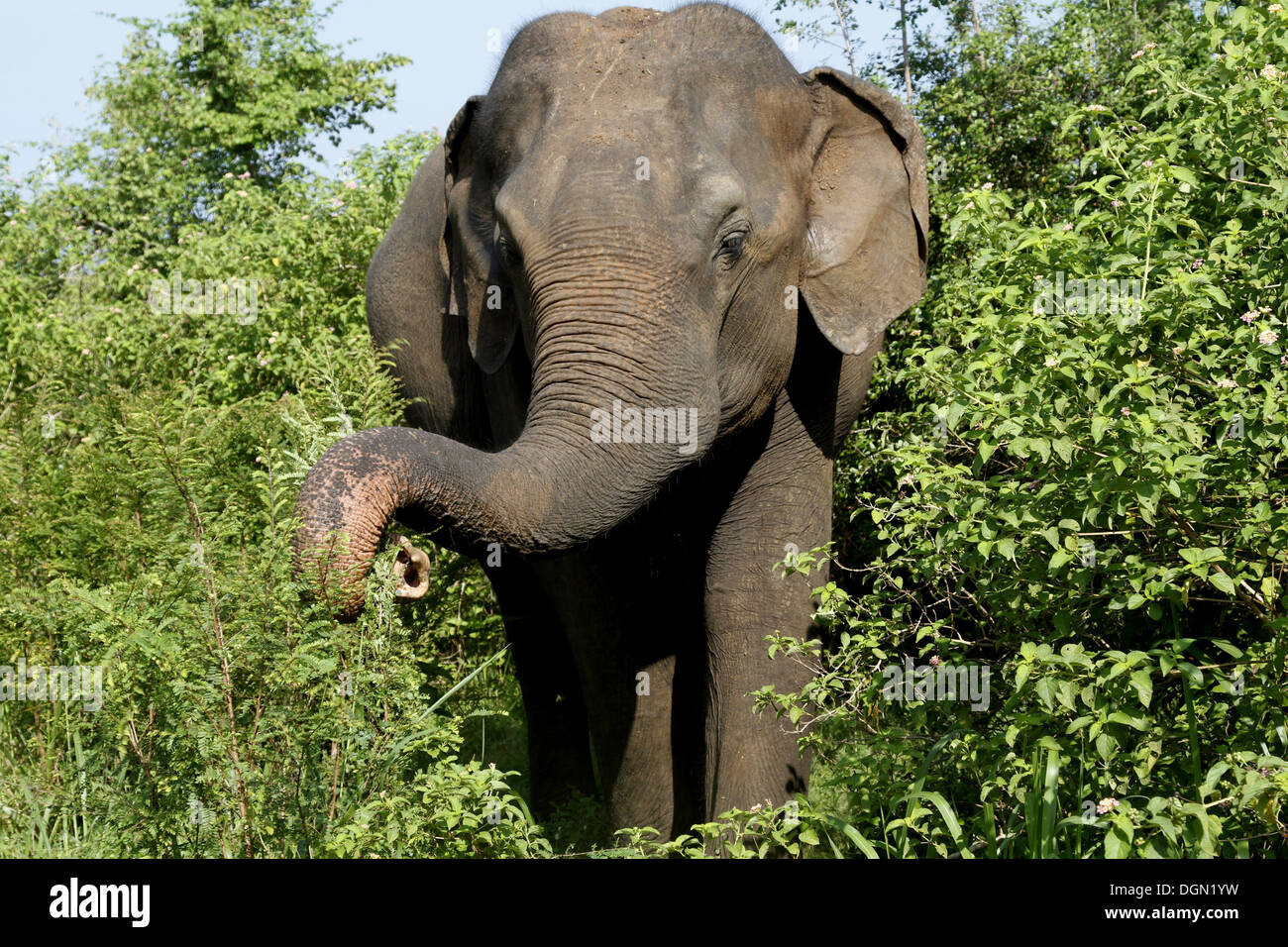 Elefante asiatico Udawalawe parco safari SRI LANKA 16 Marzo 2013 Foto Stock
