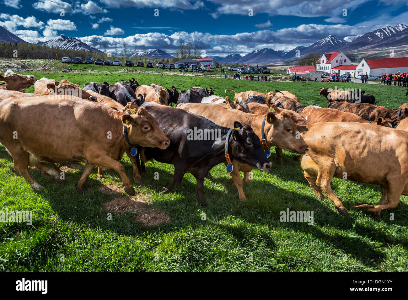 La gente guarda come le vacche da latte sono liberi di muoversi dopo essere bloccato dentro, Akureyri, Islanda Foto Stock