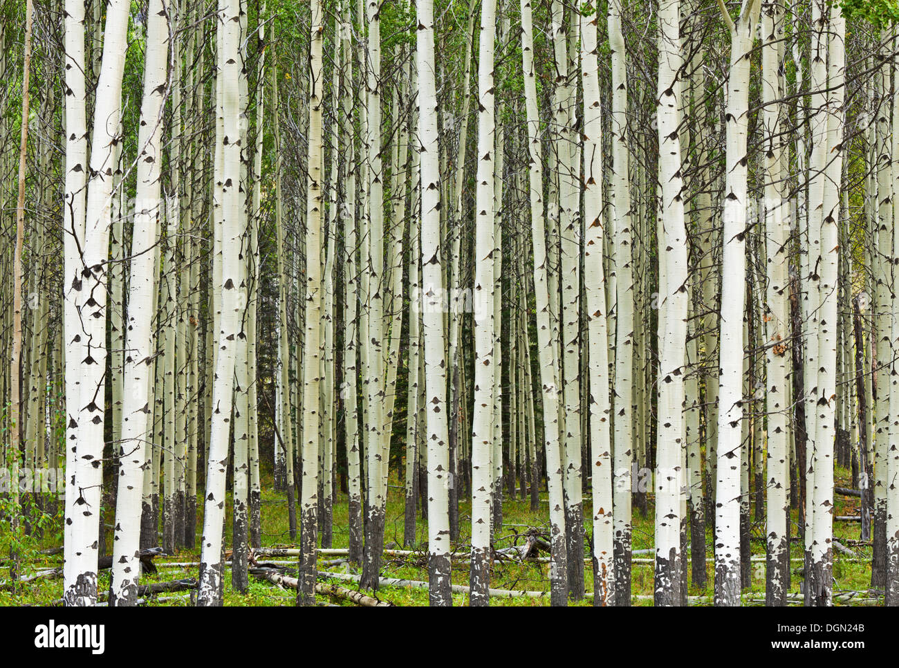 Tall white Aspen tronchi d albero Muleshoe sosta vicino a Banff township il parco nazionale di Banff Alberta Canada Foto Stock