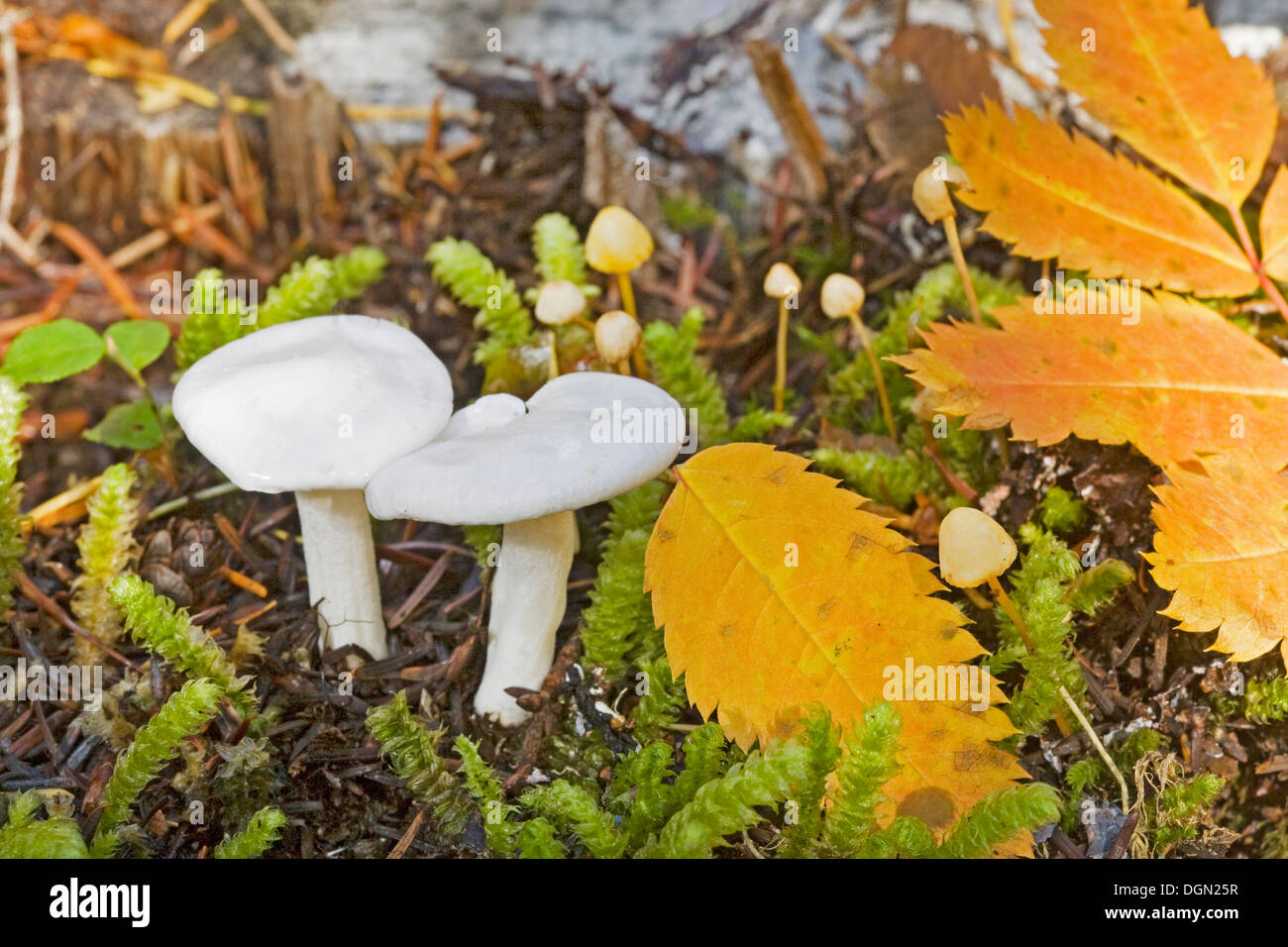 Hygrophorus piceae, una neve fungo bianco da nord-ovest del Pacifico Foto Stock