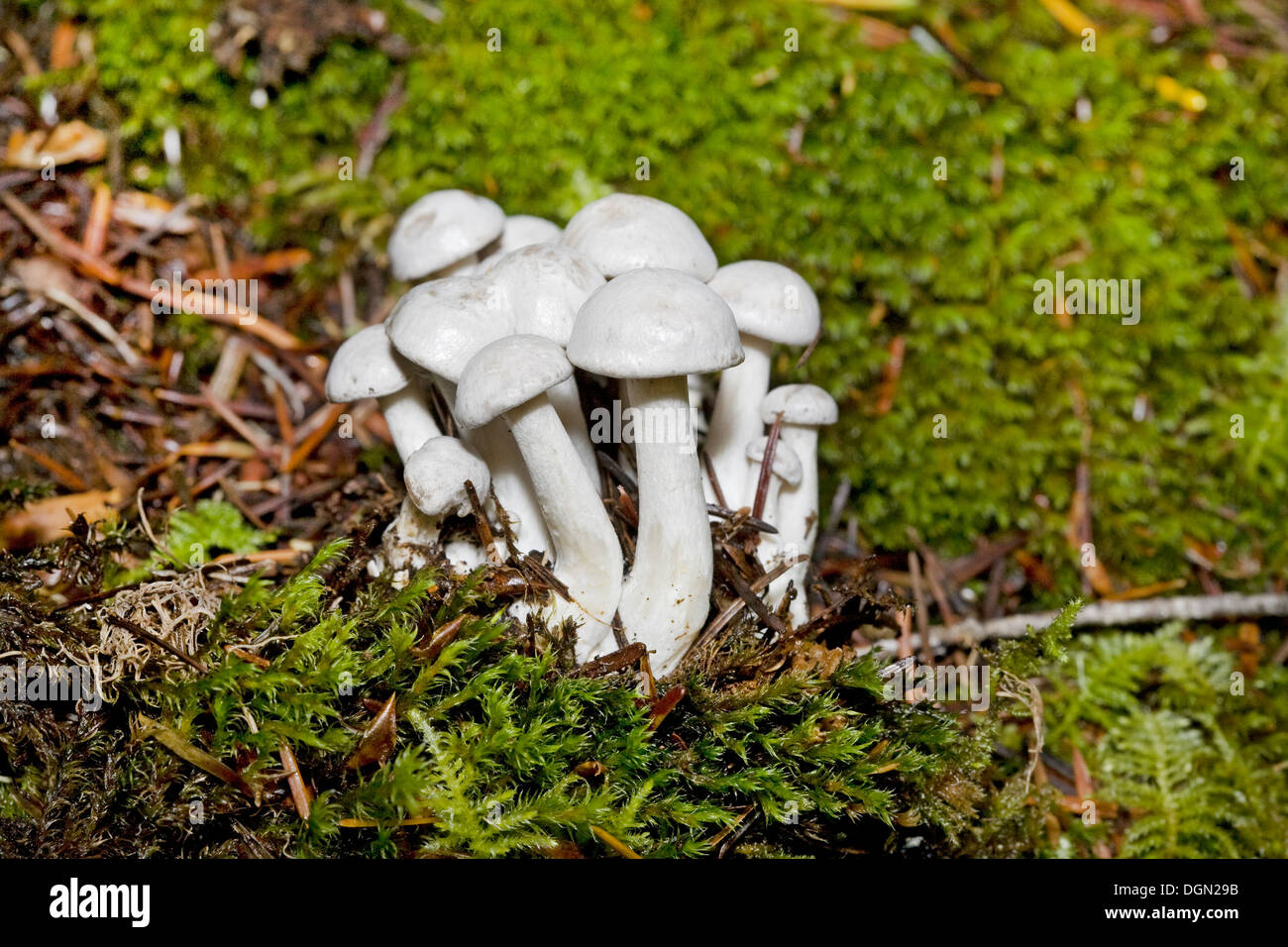 Un supporto di bianco cortinarius funghi selvatici dalle foreste del nord-ovest del Pacifico Foto Stock