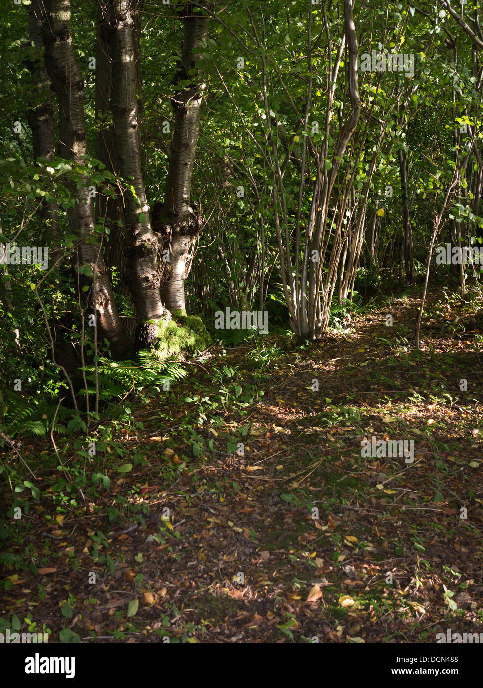 Una corsia coperto con foglie morte attraverso un bosco con luce pezzata rottura attraverso su piccoli alberi Foto Stock