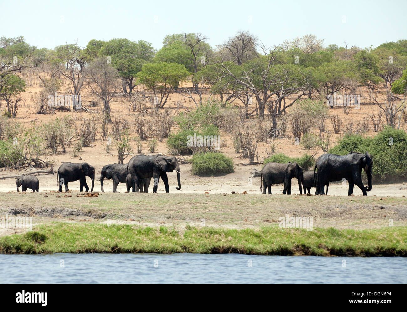Un branco di elefanti africani, Chobe National Park scena, Botswana Africa Foto Stock