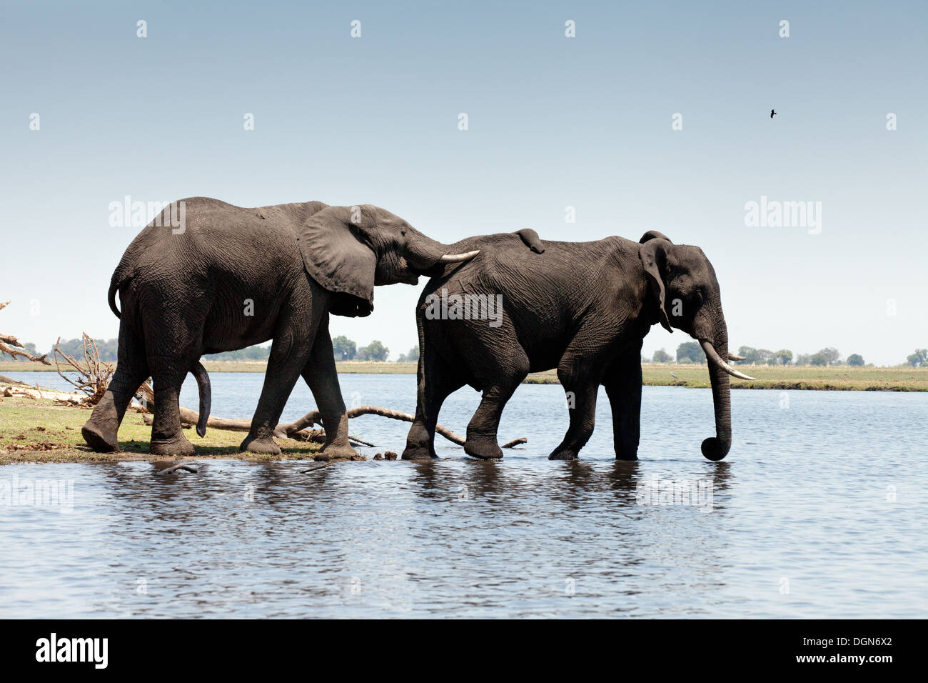 Due elefanti africani (Loxodonta africana ) attraversando il fiume Chobe, Chobe National Park, il Botswana in Africa Foto Stock