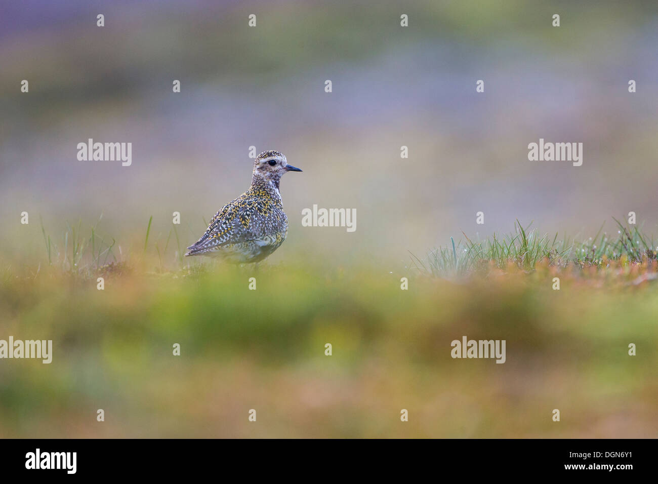 Golden Plover (Pluvialis apricaria) si fermò in heather moorland. Molla, Yorkshire Dales, UK. Foto Stock