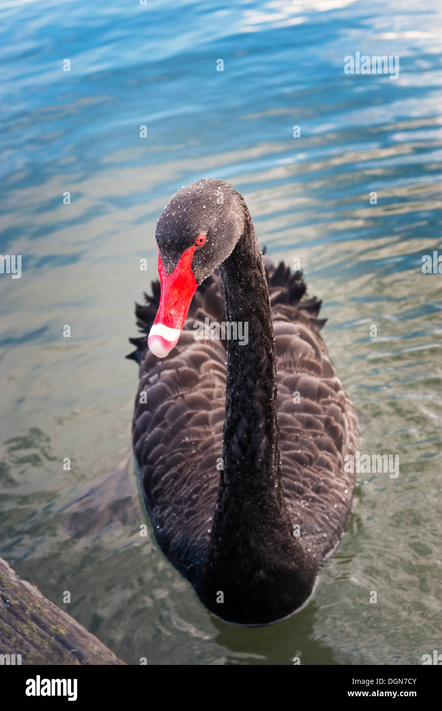 Rotorua, Nuova Zelanda. Black Swan, Cygnus Atratus, sul lago Rotorua. Foto Stock