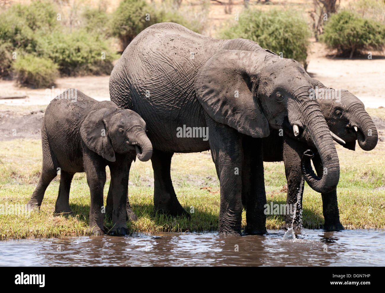 Tre elefanti africani di bere dal fiume Chobe, Chobe National Park, Botswana, Africa Foto Stock