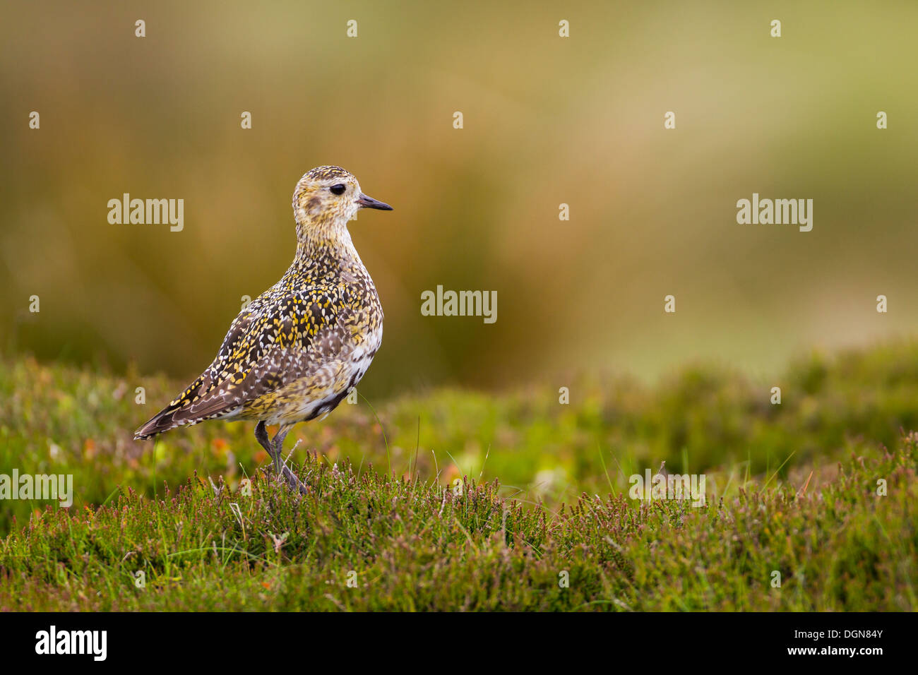 Golden Plover (Pluvialis apricaria) si fermò in heather moorland. Molla, Yorkshire Dales, UK. Foto Stock