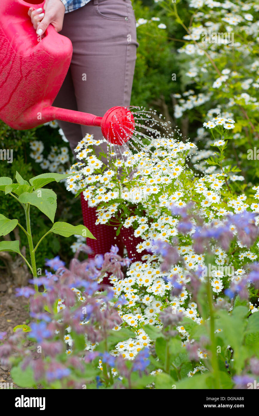Irrigazione donna il suo letto di fiori Foto Stock