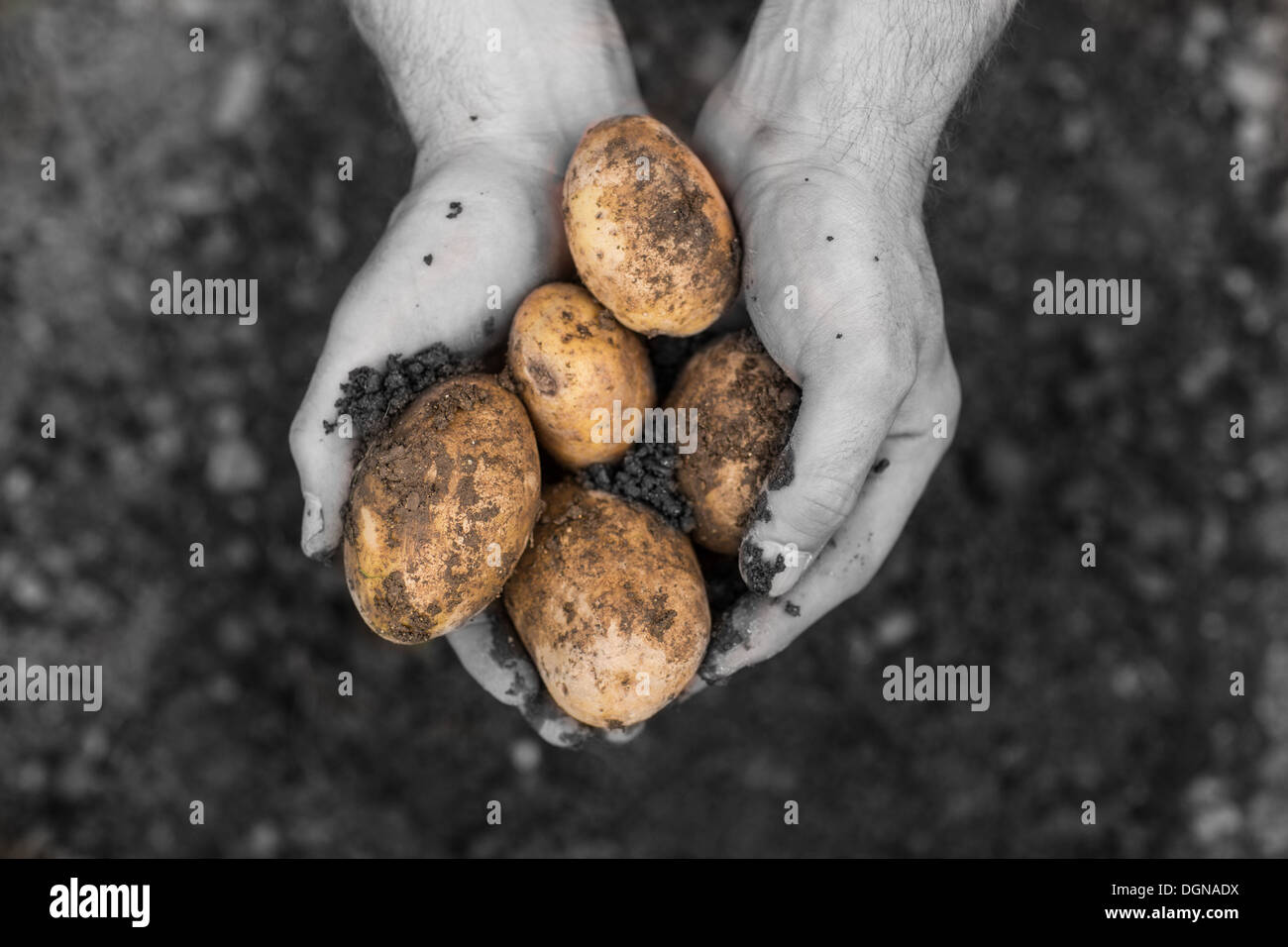 Presentando le mani appena scavato patate Foto Stock