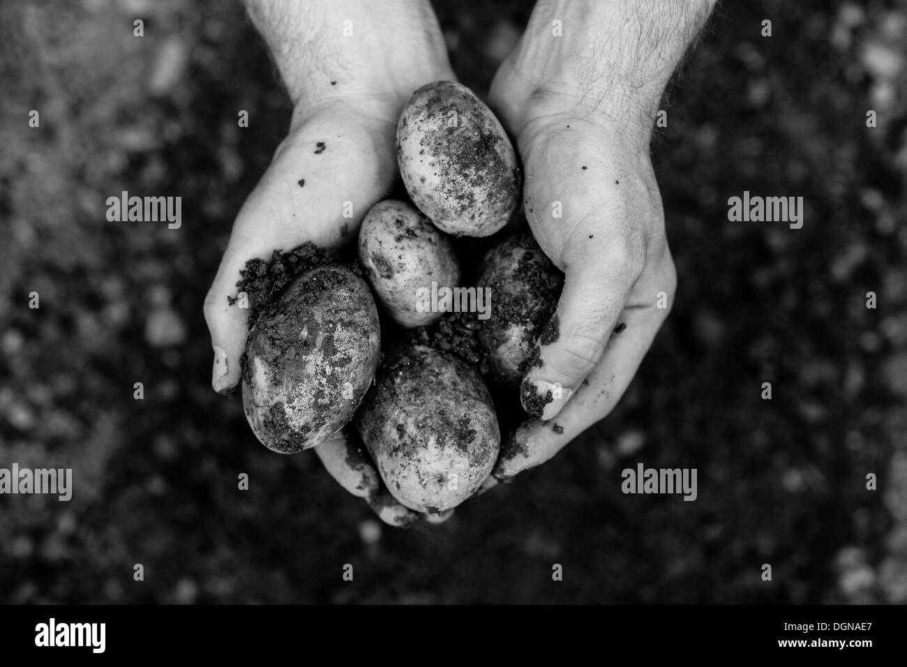 Mani che mostra appena scavato patate Foto Stock