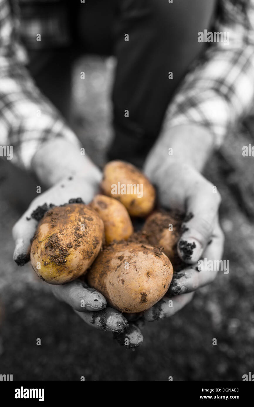 Gli agricoltori che mostra le mani appena scavato patate Foto Stock